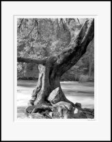 Oak Tree & Merced C_Th.jpg (9372 bytes)