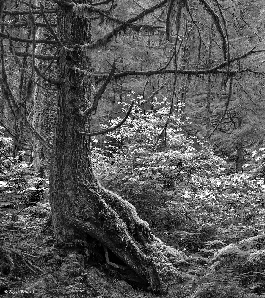 image-561665-Along_the_Alaska_Coast_Crop_2_BW_CR.w640.jpg