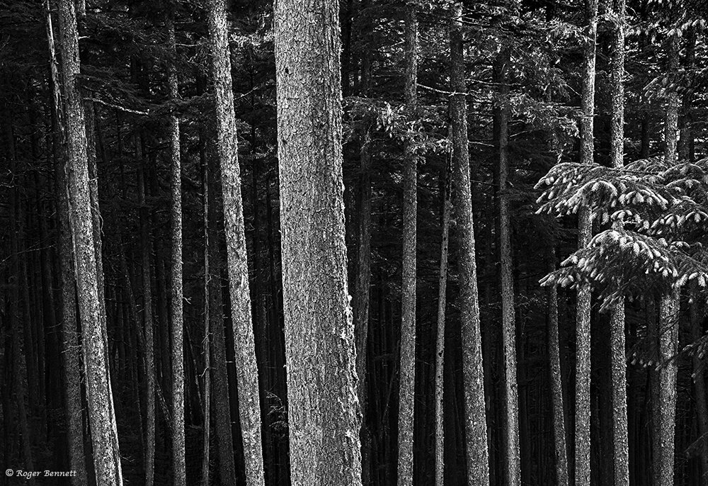 image-561665-Along_the_Alaska_Coast_Crop_2_BW_CR.w640.jpg