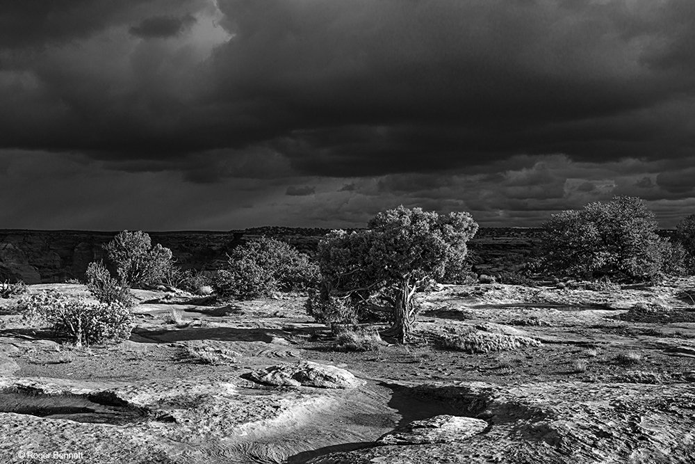 image-619756-CdC_Trees_in_Storm_Light_DSC3352_BW_CR.w640.jpg