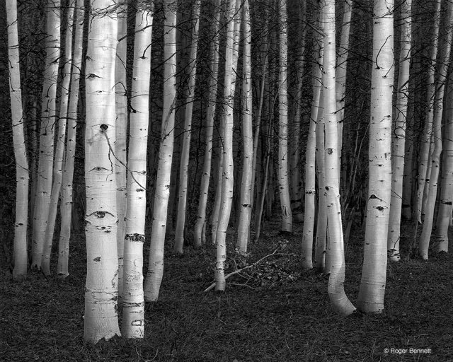 image-687157-Neg359_Aspens,_Conway_Summit_CR.w640.jpg