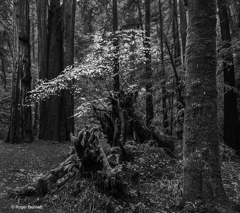 image-561665-Along_the_Alaska_Coast_Crop_2_BW_CR.w640.jpg